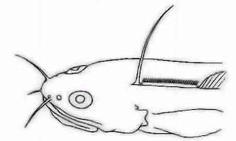 Enchelyopus cimbrius_03333251